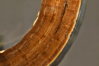 Section de tuyau de canalisation d'eau urbaine entartrée par de l'aragonite - détail